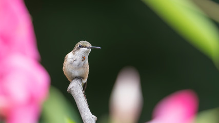 View Through the Vines