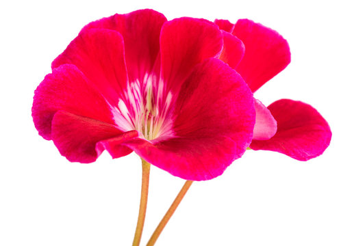 Red pelargonium flower