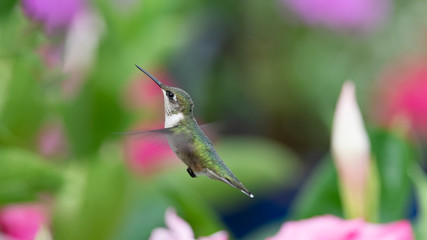 Watching Over the Mandevilla