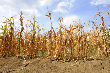 Dried corn stalks and cracked earth in hot summer drought at corn field - obrazy, fototapety, plakaty