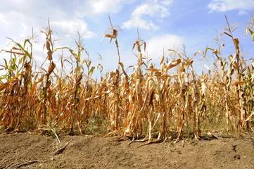 Fototapeten Dried corn stalks and cracked earth in hot summer drought at corn field © bibiphoto