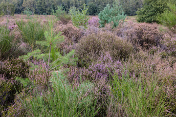 Köln-Wahner-Heide September 2019