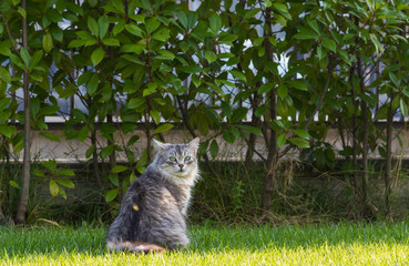 Naklejka na ściany i meble Gorgeous cat of siberian breed playing outdoor. Hypoallergenic pet of livestock