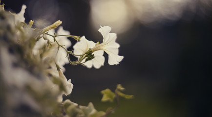 Blurred background with blooming white Petunia Petunia © Azaliya (Elya Vatel)