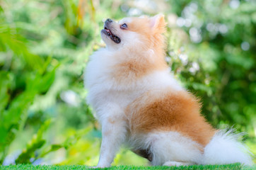 cute pomeranian dog relax on green grass,