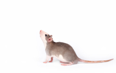 Funny young rat isolated on white. Pets.