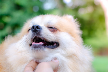 cute pomeranian dog relax on green grass,