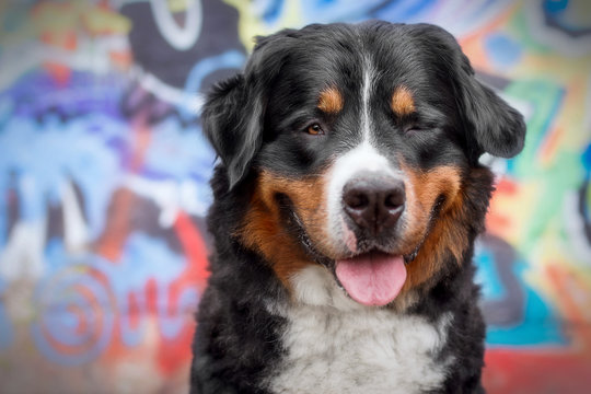 Portrait von zwinkerndem Berner Sennenhund vor einer Graffitiwand