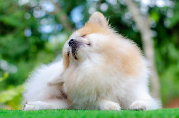 cute pomeranian dog relax on green grass,