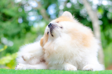 cute pomeranian dog relax on green grass,