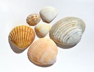 Different seashells collection on white background