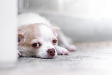 Cute sleeping little chihuahua dog lay on floor.