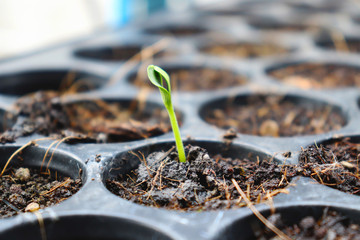 seedlings growing in soil