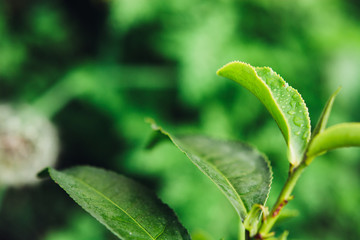 Green tea leaves in a tea plantation in morning. Macro photography.