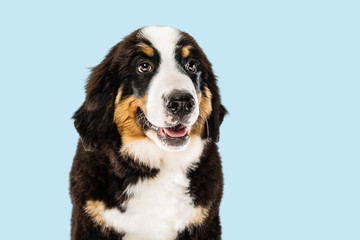 Berner sennenhund puppy posing. Cute white-braun-black doggy or pet is playing on blue background. Looks attented and playful. Studio photoshot. Concept of motion, movement, action. Negative space.