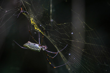 Spider