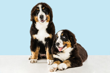 Berner sennenhund puppies posing. Cute white-braun-black doggy or pet is playing on blue background. Looks attented and playful. Studio photoshot. Concept of motion, movement, action. Negative space.