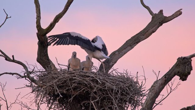 White stork (Ciconia ciconia) family in nest at sunset