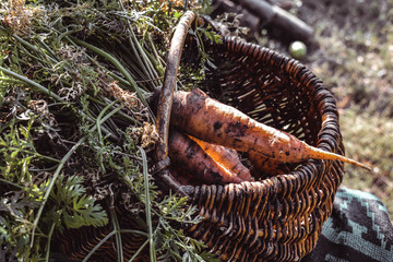 Freshly picked carrots in a basket. Harvesting carrots. Organic food concept