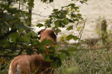 Bull Mastiff Dog in a Meadow curiously looking ahead.