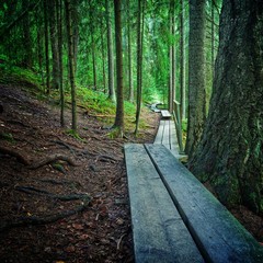 Duckboards going through forest