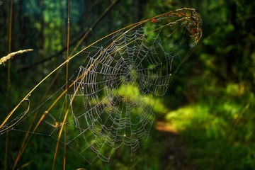 Spiders web