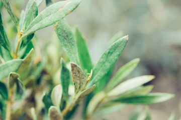 Olive leaves and branches macro photography soft focus. Background for organic farm, restourant, healthy food blog.