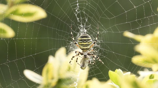 Argiope Bruennichi, dangerous spider on the web, caught victim. wasp spider - striking yellow and black orb web spideron stabilimentum on Yellow Euonymus japonicus