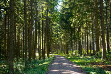 Obraz premium Schwarzwald im frühen Herbst nahe Neustadt