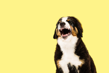 Berner sennenhund puppy posing. Cute white-braun-black doggy or pet is playing on yellow background. Looks attented and playful. Studio photoshot. Concept of motion, movement, action. Negative space.