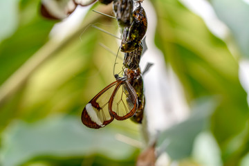 Amazing moment , Glasswing Butterfly (Greta oto) emerging from its chrysalis