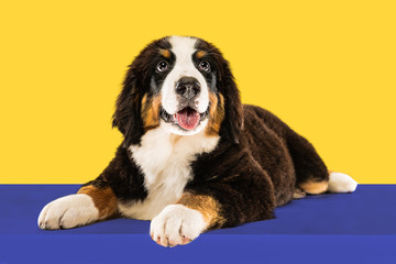 Berner sennenhund puppy posing. Cute white-braun-black doggy or pet is playing on yellow background. Looks attented and playful. Studio photoshot. Concept of motion, movement, action. Negative space.