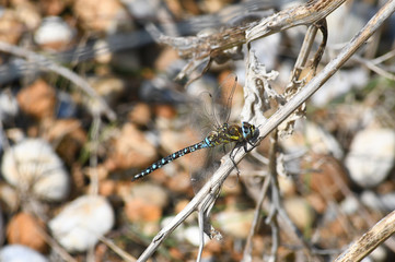 Large Blue dragonfly resting on a branch
