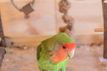 a lovebird of the species roseicolli playing with a wooden background