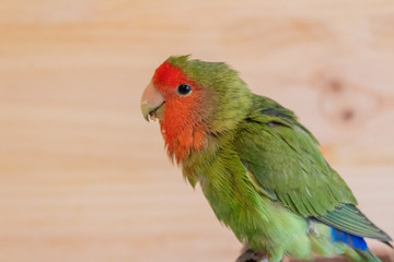 a lovebird of the species roseicolli playing with a wooden background