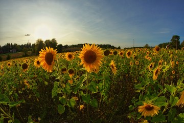 Sunflower field in sunny afternoon