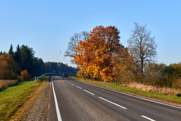 Fototapeta premium Paved road surrounded by trees during peak colors of Autumn.
