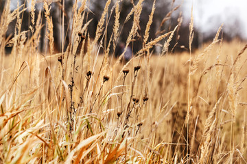 Fototapeta premium Autumn yellow grass in field