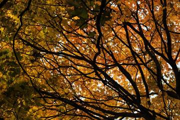 Yellow leaves of trees in sky