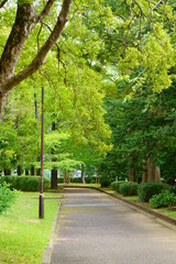 椚田公園の銀杏林２