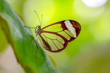 Glasswing Butterfly (Greta oto) in a summer garden