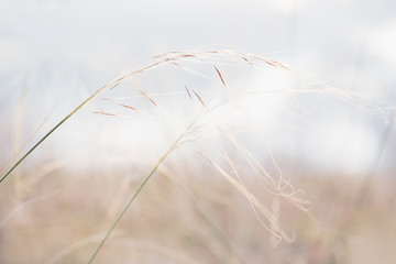 Macro Shoot Of Plants And Flowers At Golden Hour.