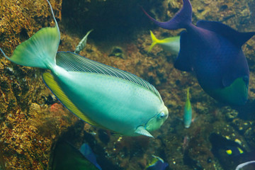Fototapeta na wymiar Vlaming's unicornfish (Naso vlamingii), also known as the Bignose unicornfish in their habitat