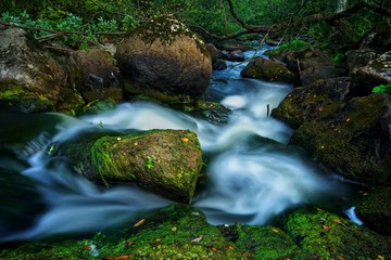 Small river in the middle of forest