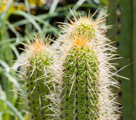 Cacti Kakteen Close-up