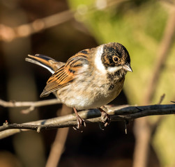sparrow on branch