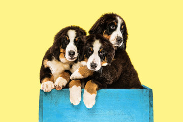 Berner sennenhund puppies posing. Cute white-braun-black doggy or pet is playing on yellow background. Looks attented and playful. Studio photoshot. Concept of motion, movement, action. Negative space