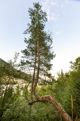 Fototapeta premium Vorderriß | Isar | Lenggries | Bayern | Bad Tölz