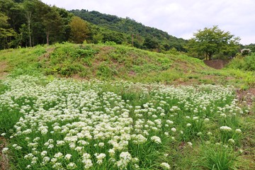 にらの花　風景　山　晩夏　杤木　日本