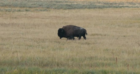 Wildlife and animal refuge for great herds of American Bison Buffalo and Rocky Mountain Elk Geyser Yellowstone National Park in Wyoming. Geothermal ecosystem environment.